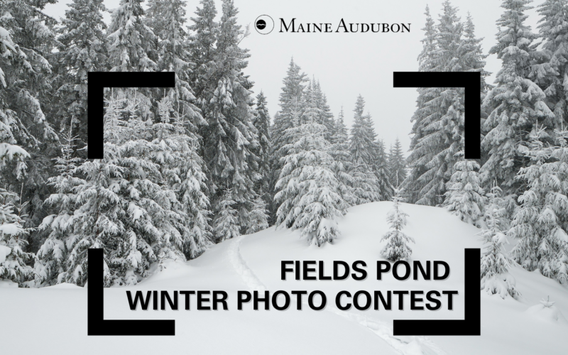Fields Pond Winter Photo Contest