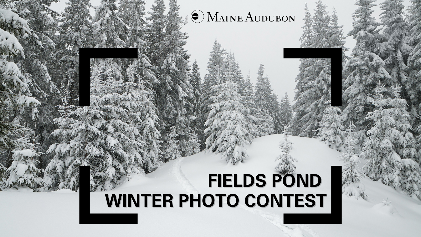Fields Pond Winter Photo Contest