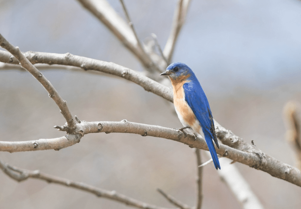 Eastern Bluebird by Doug Hitchcox