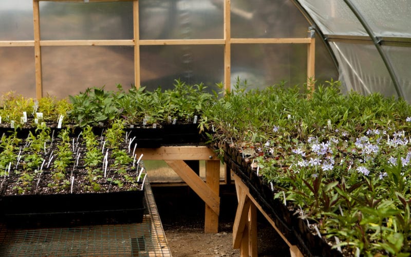 Plants growing inside native plant hoop house