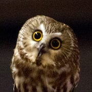 Saw-whet Owl staff avatar