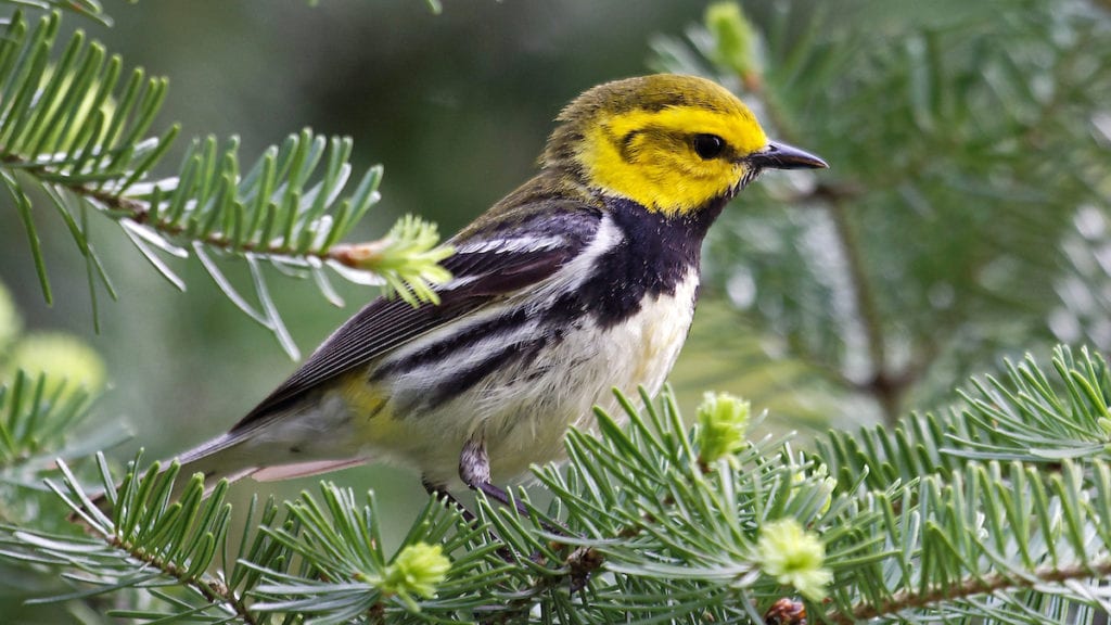 Forestry for Maine Birds - Maine Audubon