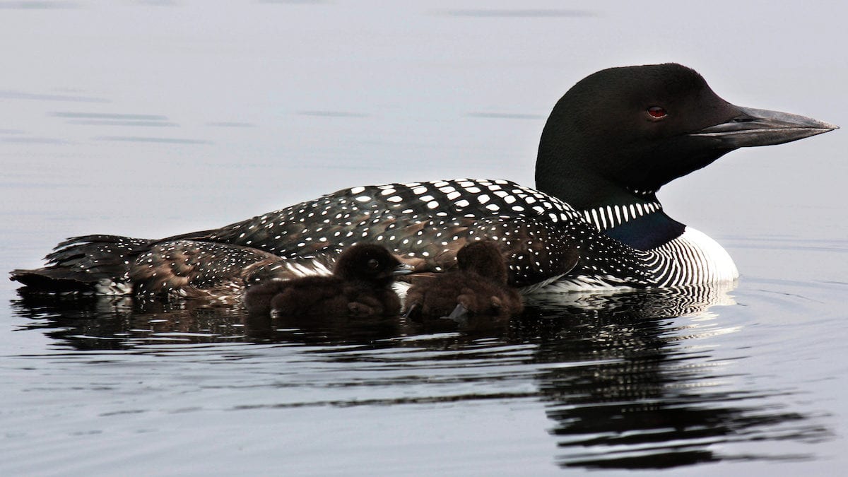Common Loon and chicks