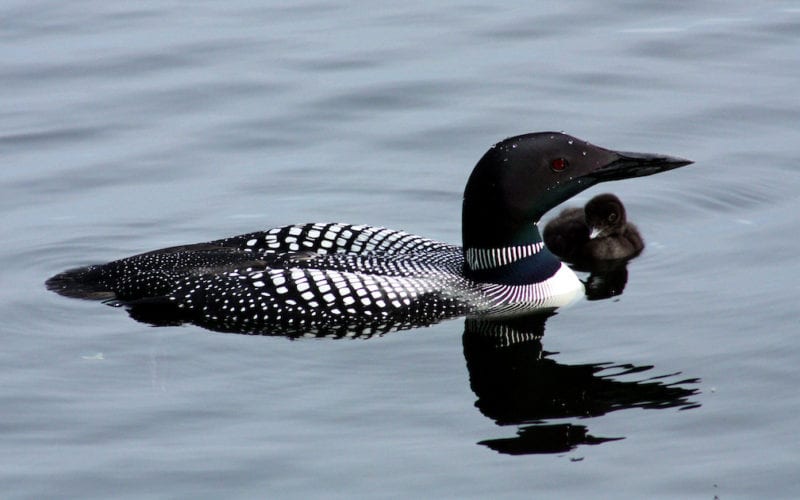Common Loon and chick