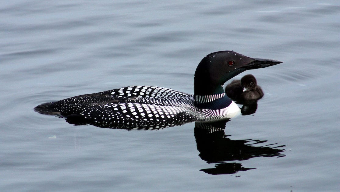 WIN! Gov. Mills Signs into law a bill that will help protect loons