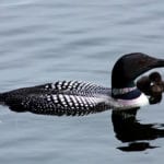Common Loon swimming with baby