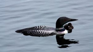 Common Loon swimming with baby