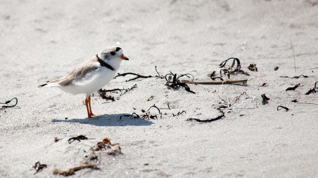 Piping Plover and Least Tern Recovery Project