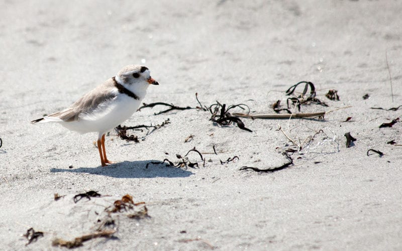 Piping Plover and Least Tern Recovery Project