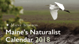 Maine's Naturalist Wall Calendar 2018