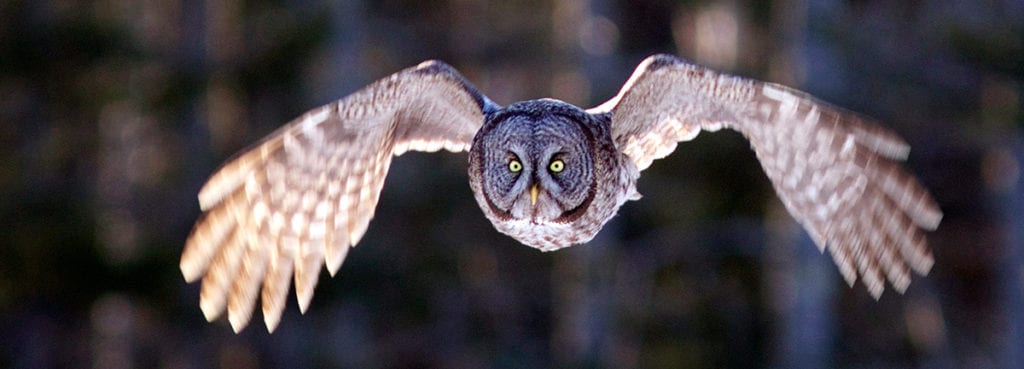 Owl in midflight