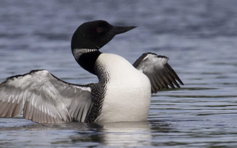 Loon flapping wings