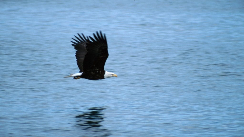 Bald Eagle flies over water
