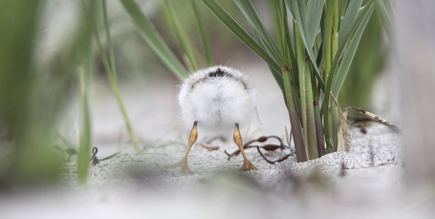 Maine Audubon