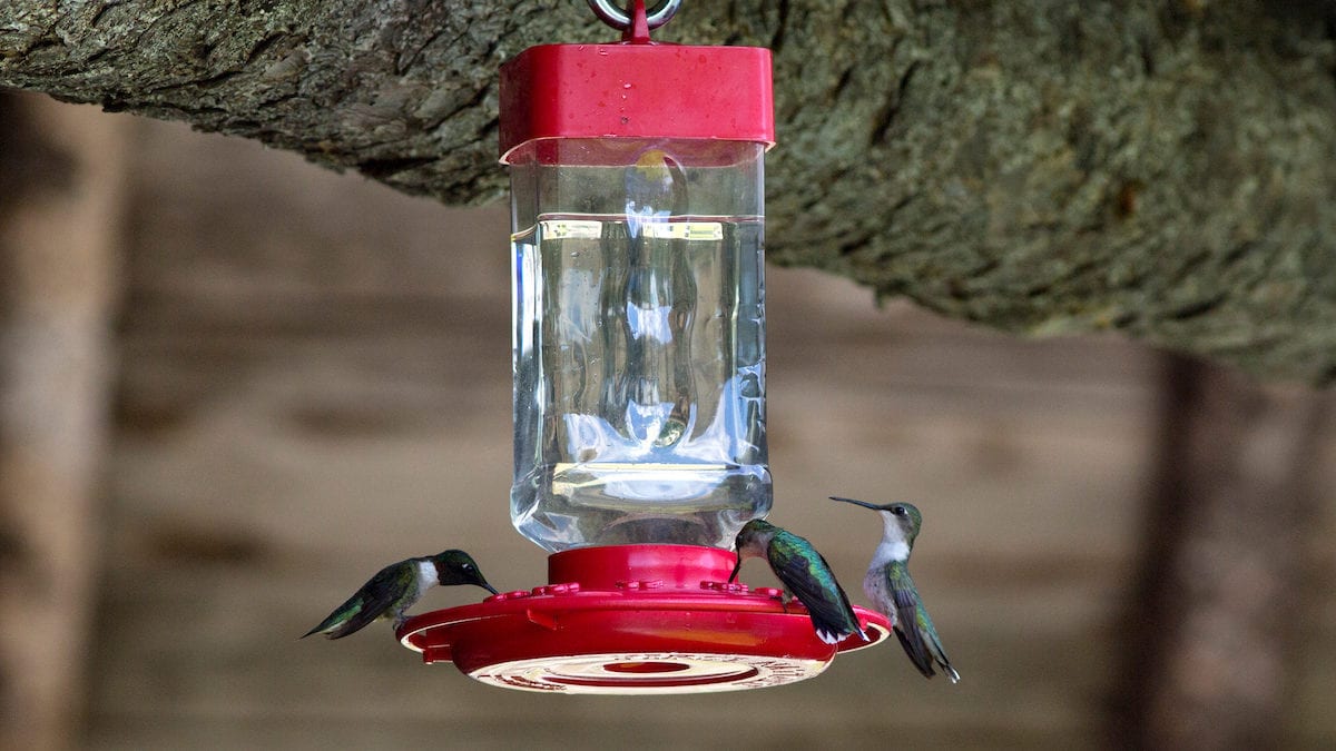 best hummingbird feeder audubon