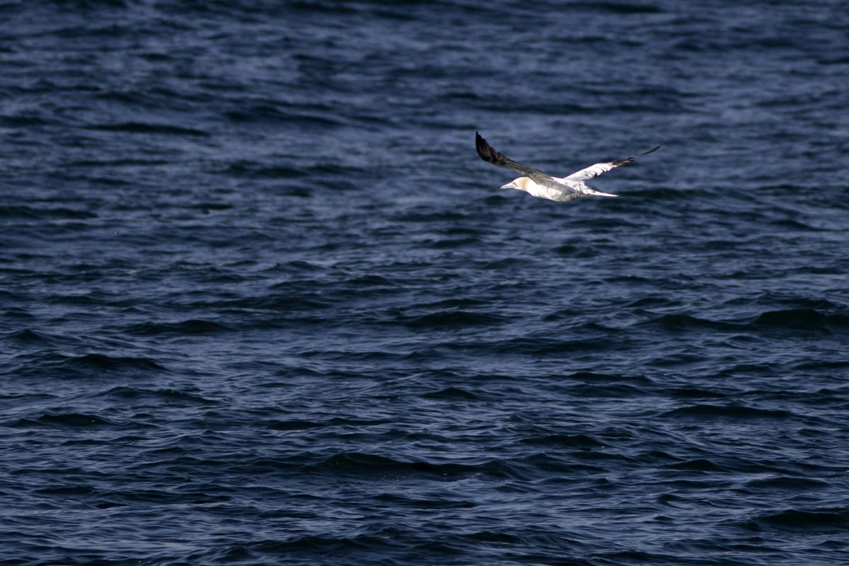 A Northern Gannet flies over the ocean off the coast of Cape Newagen.