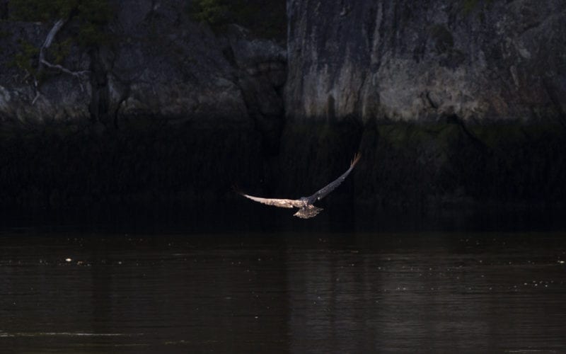 A juvenile Bald Eagle flies away from the boat.