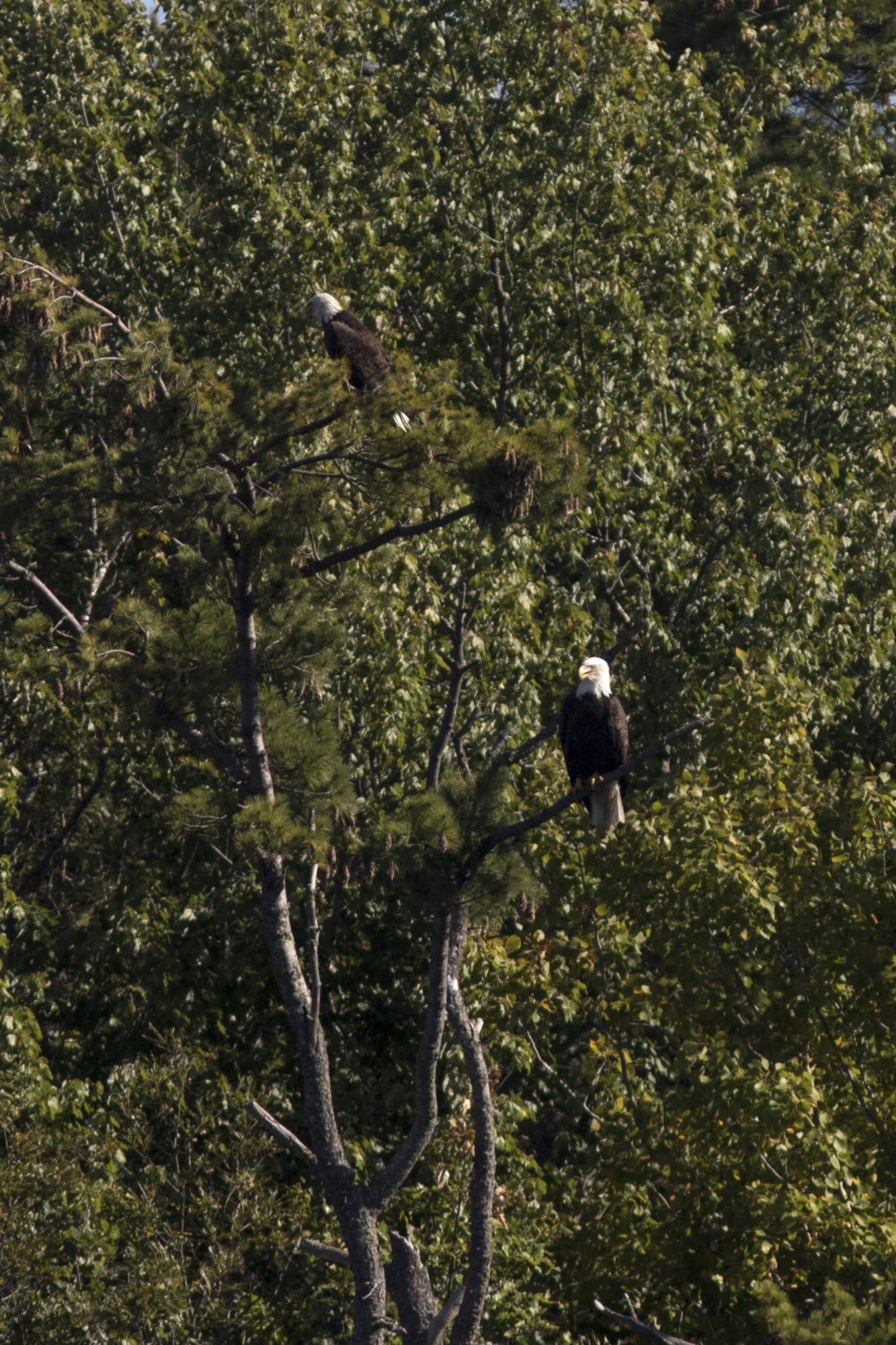 Two adult Bald Eagles in a tree along the Kennebec River.