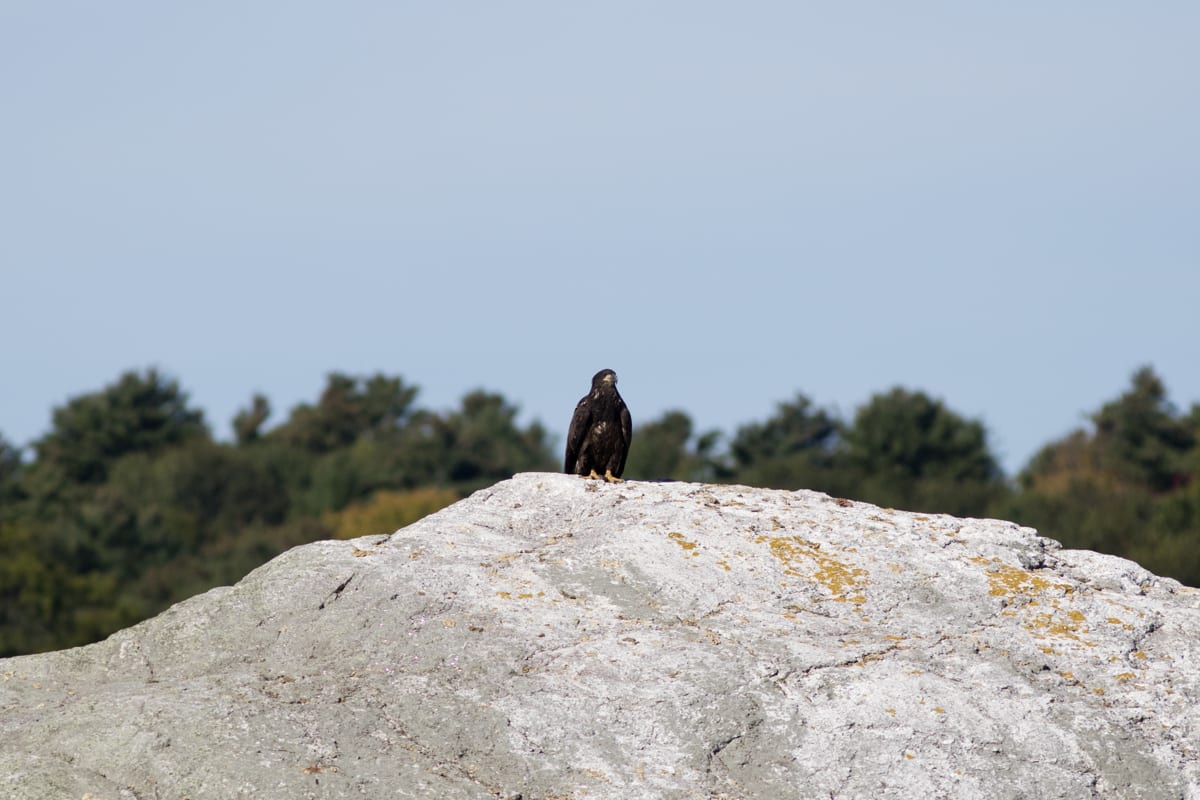 A juvenile Bald Eagle sitting on a rock.