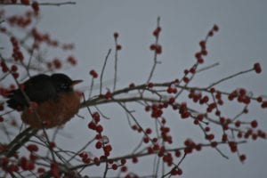 American Robin in a Winterberry Holly bush