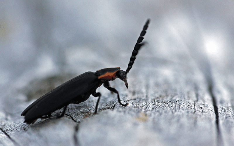 Winter dark firefly