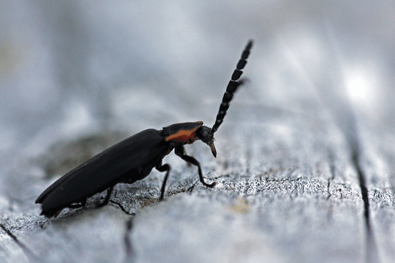 Winter dark firefly