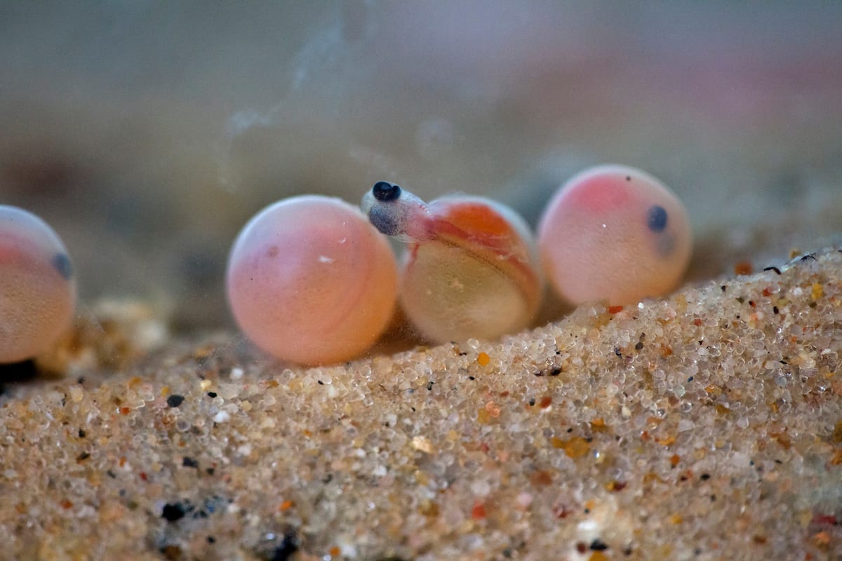 Come visit our centers to see Atlantic Salmon eggs hatching