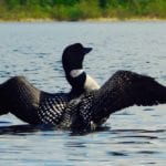 Loon with wings outstretched