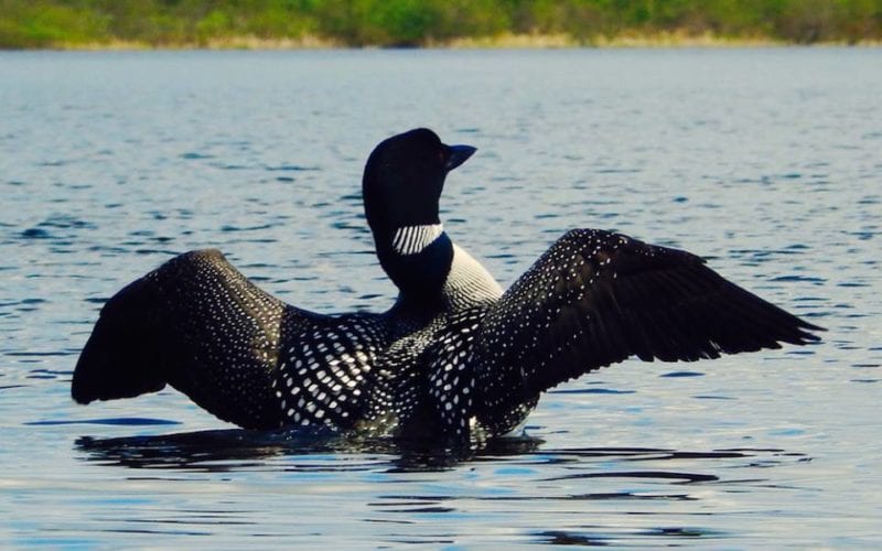 Loon with wings outstretched