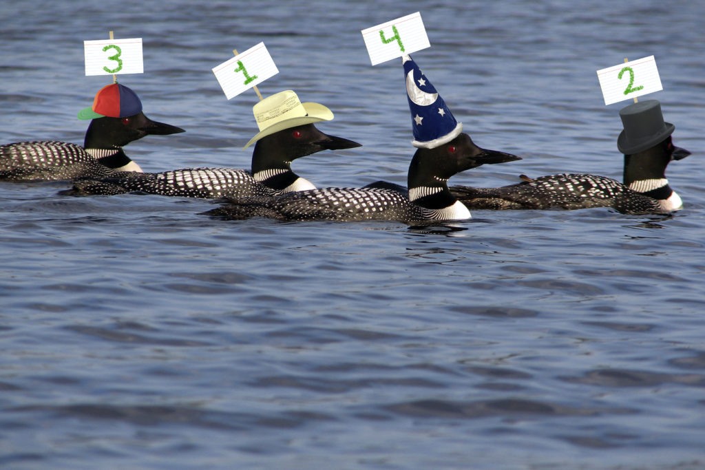 Loons with hats (April Fools)