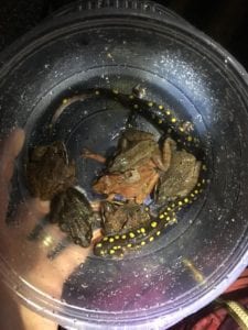 Bucket of amphibians helped by CCLT during big night crossing