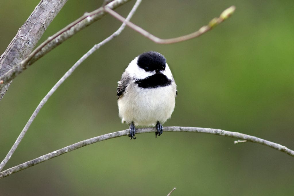 Black-capped Chickadee on a branch