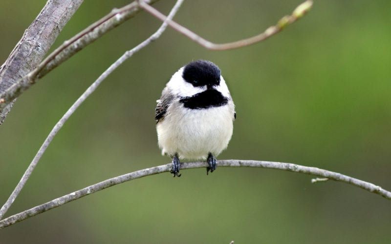 Black-capped Chickadee on a branch