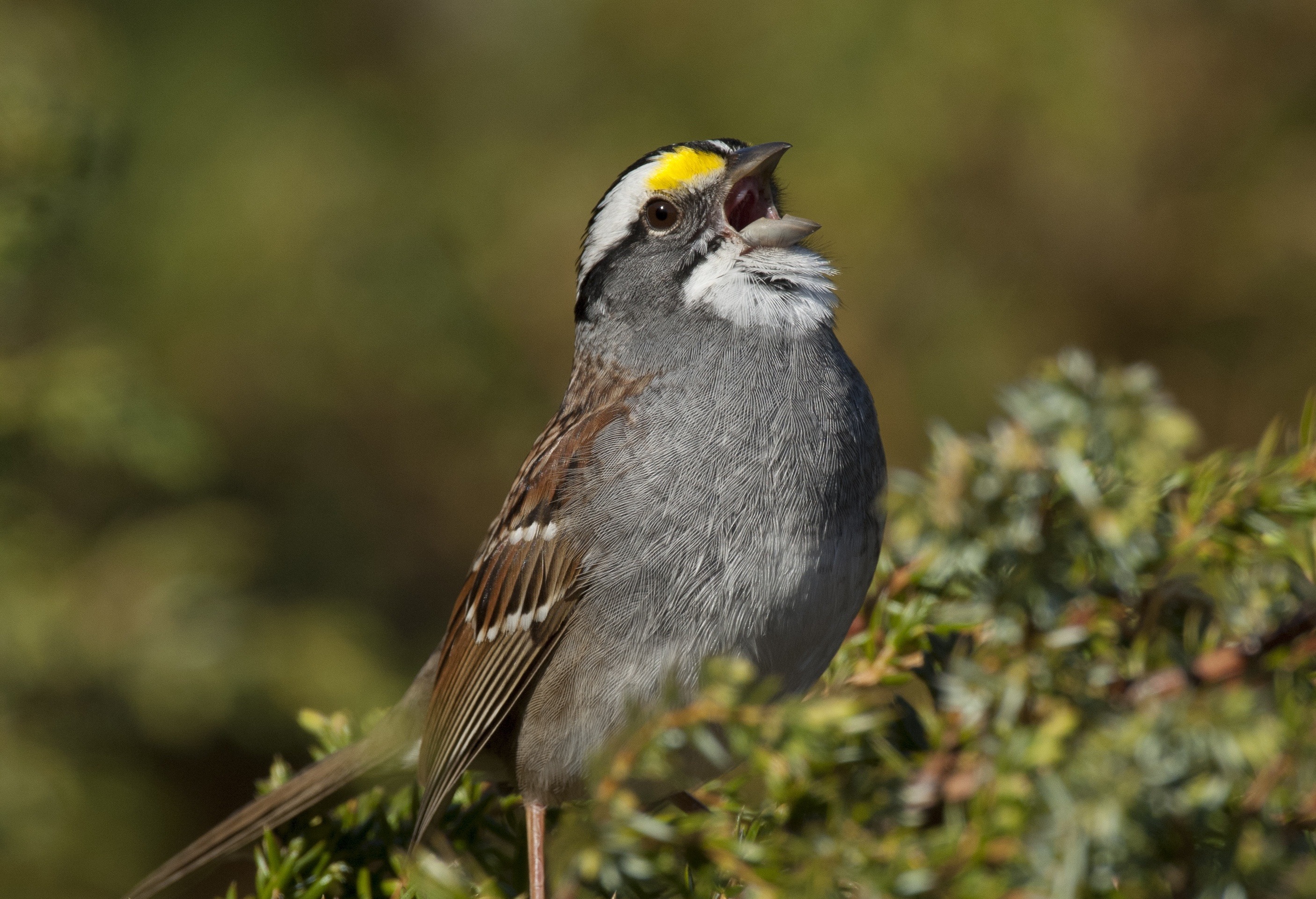 White-throated Sparrow by Drew Fulton