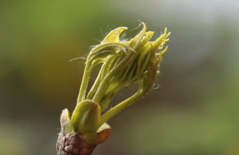 Nature Moment screen shot - budding leaves