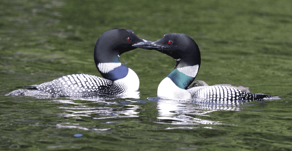 Two loons facing each other on a lake