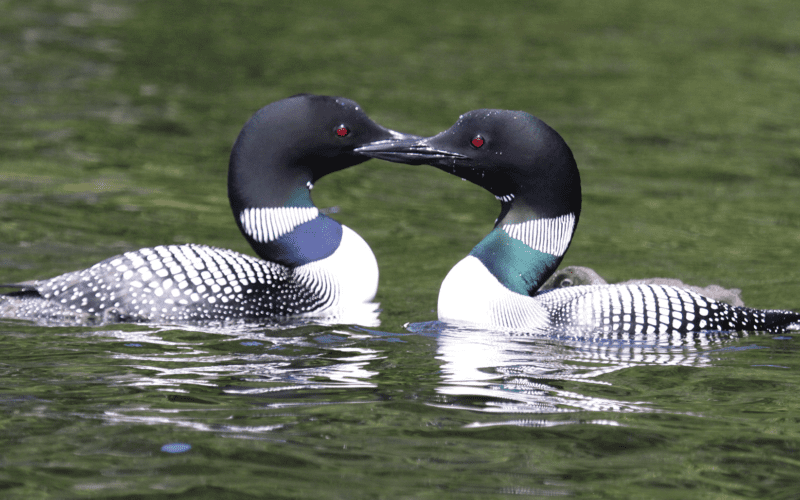 Two loons facing each other on a lake