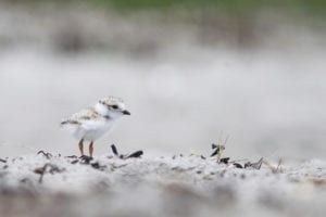 Piping plover chick PIPL