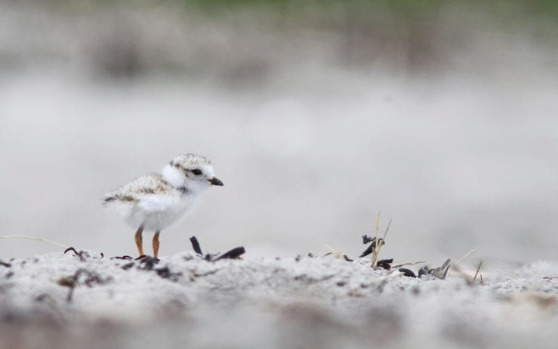 Piping plover chick PIPL