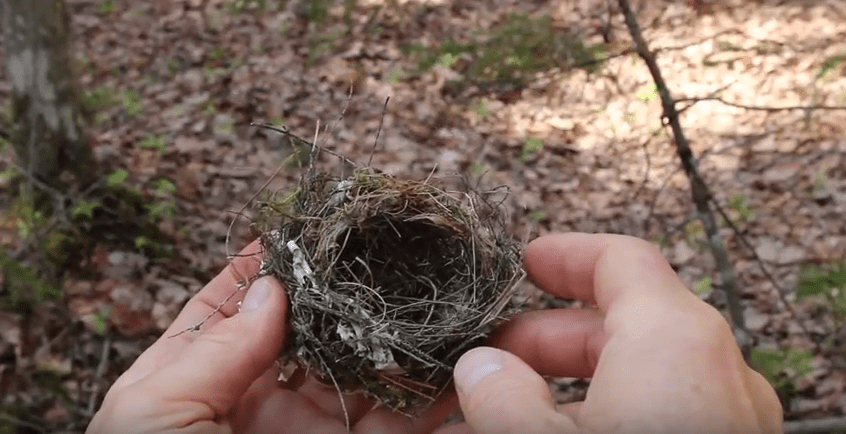 Nature Moments Birds Nest