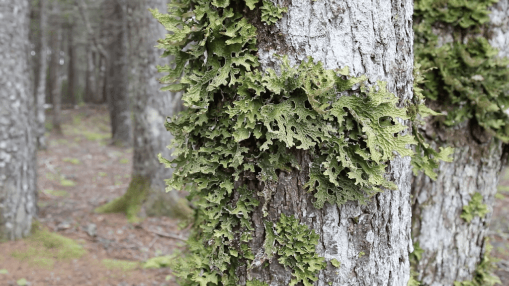 lichen for nature moments video