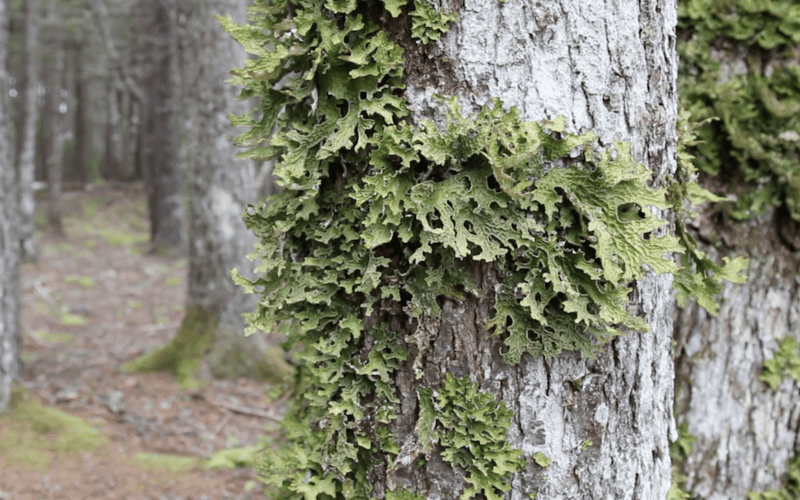 lichen for nature moments video