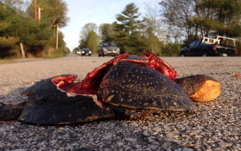 Crushed turtle on the road