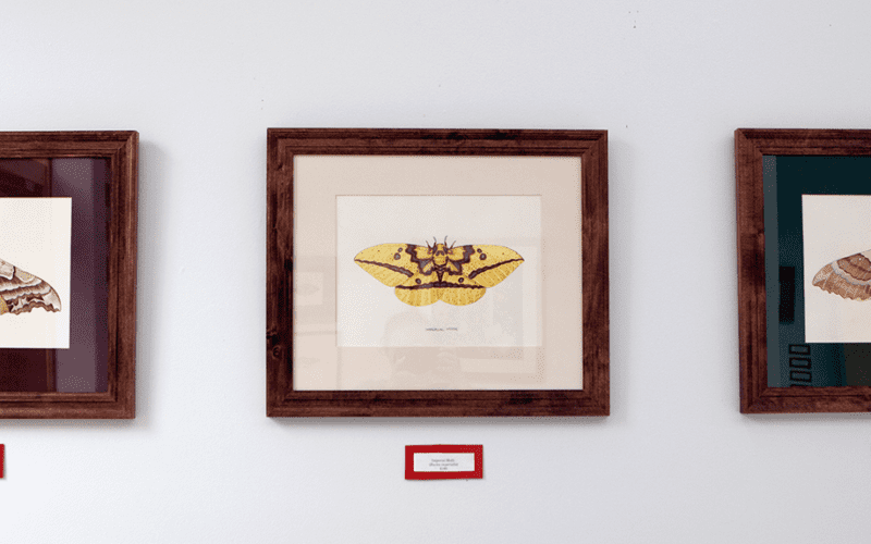 Jada Fitch Moth Paintings