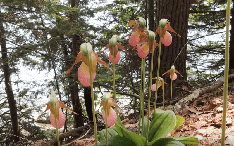 Nature Moments Ladyslippers