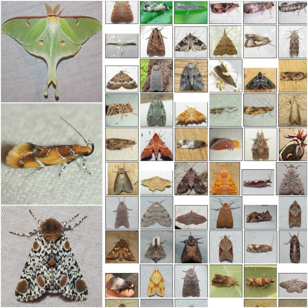Moths photo collage