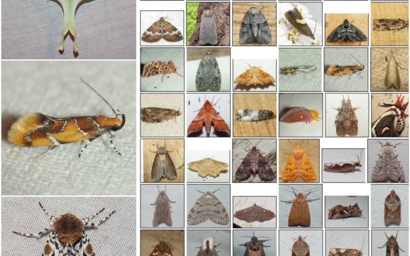 Moths photo collage