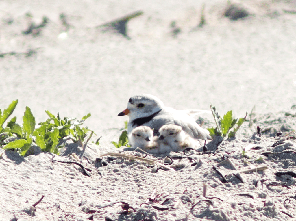 Piping Plover with two chicks