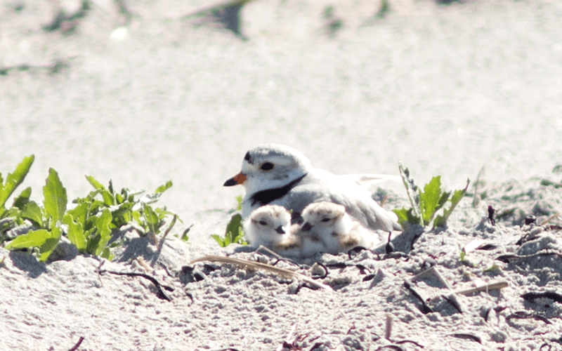 Piping Plover with two chicks