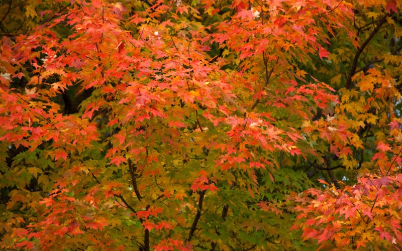 Fall autumn Gilsland Farm trees